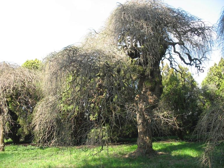 BONDENO Ospedale Borselli IMG_8347